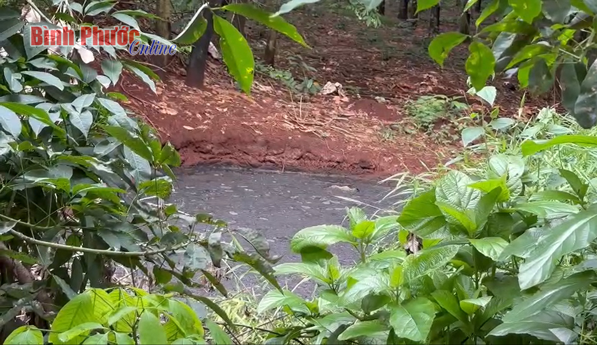 Trang trại heo gây ô nhiễm môi trường