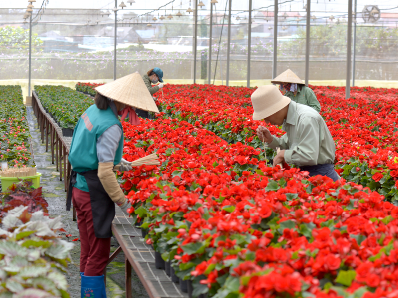 DALAT HASFARM - HOA TƯƠI CHO CUỘC SỐNG