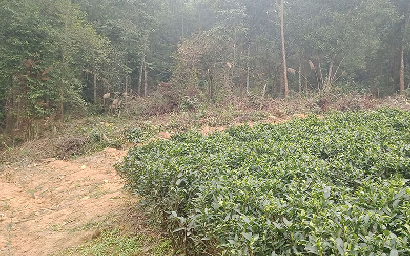 Vườn quốc gia Tam Ðảo đang bị xâm hại