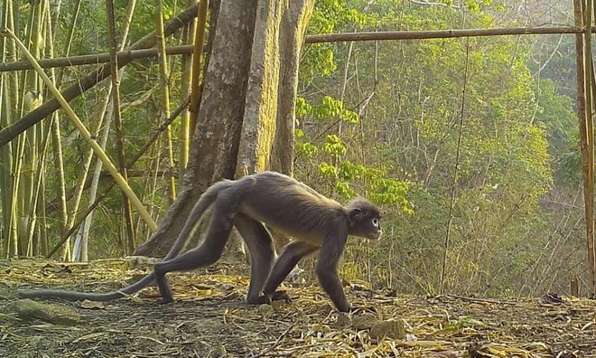 Phát hiện 'khỉ ma' và rắn hổ mây màu cam ở khu vực Mekong