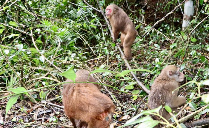 Hà Tĩnh: Thả 39 động vật hoang dã quý hiếm về môi trường tự nhiên