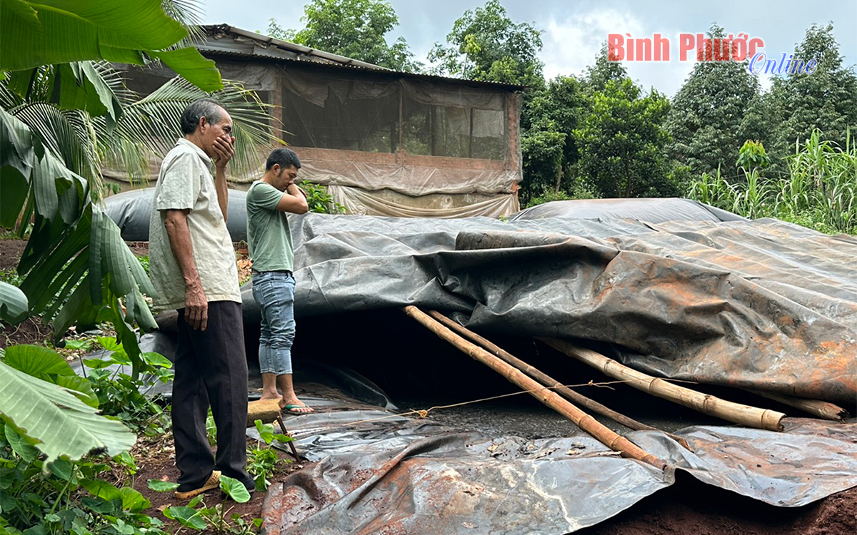 Trang trại heo gây ô nhiễm môi trường