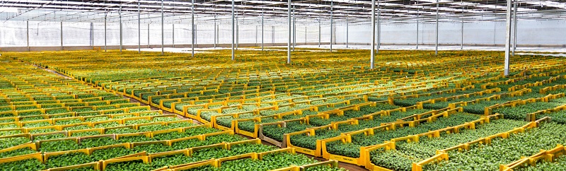 DALAT HASFARM - HOA TƯƠI CHO CUỘC SỐNG