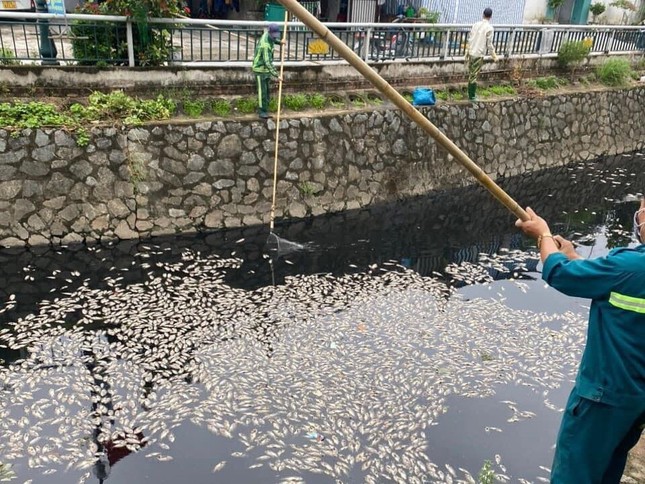 Nguyên nhân hàng tấn cá chết trắng hào thành cổ Vinh