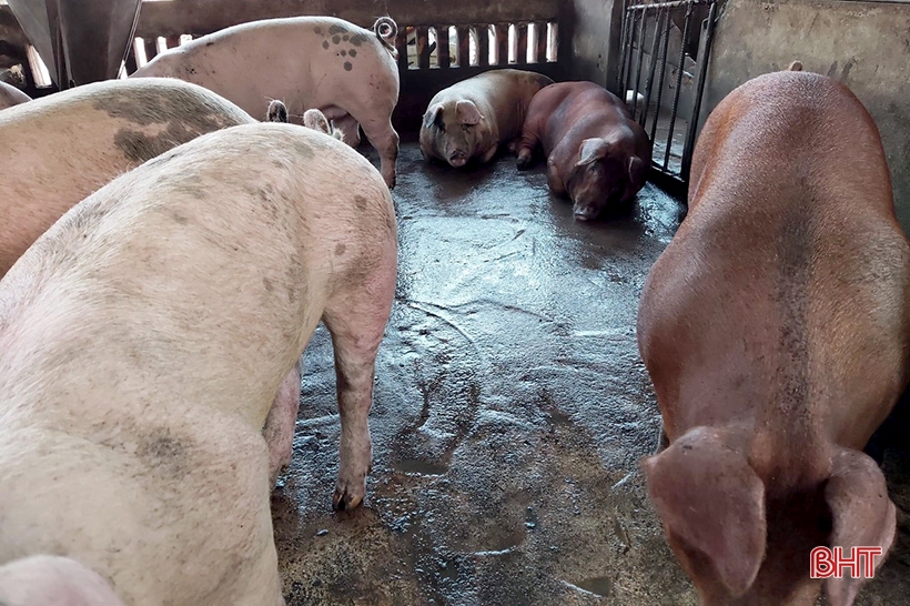 Hà Tĩnh: Xử phạt 5 đơn vị vi phạm trong lĩnh vực tài nguyên - môi trường hơn 230 triệu đồng