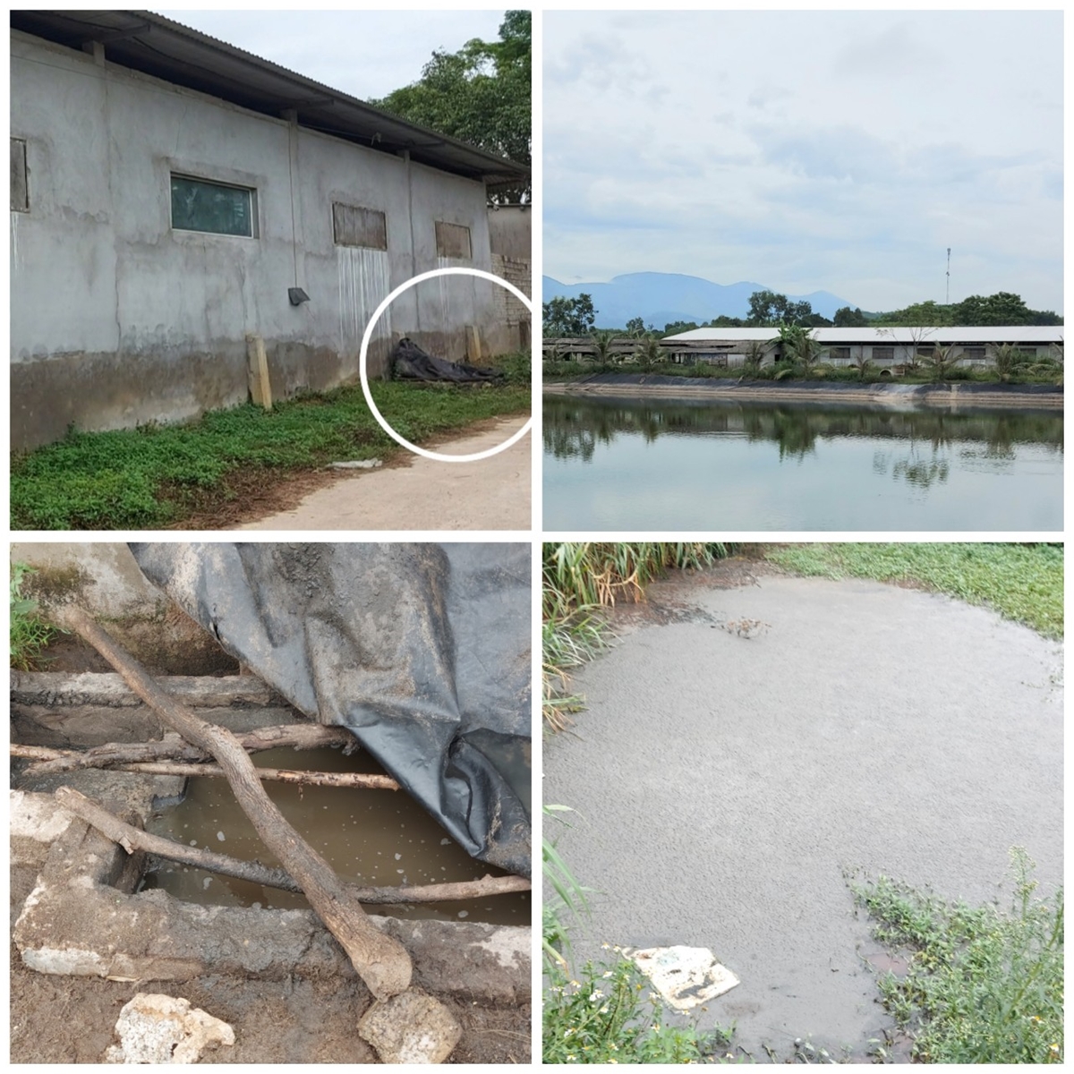 Nghệ An: Người dân khốn khổ vì trang trại lợn trong khu dân cư