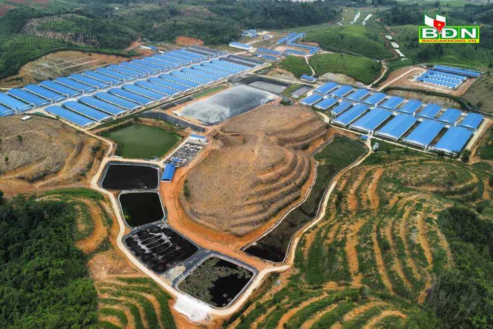 Đắk Nông phạt trại heo 110 triệu đồng vì xả thải ra môi trường