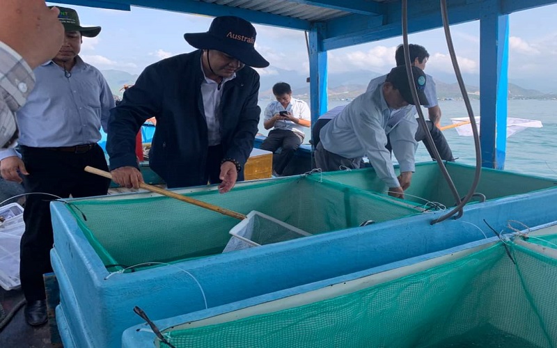 Thả giống ra biển, tái tạo nguồn lợi dưới đáy đại dương