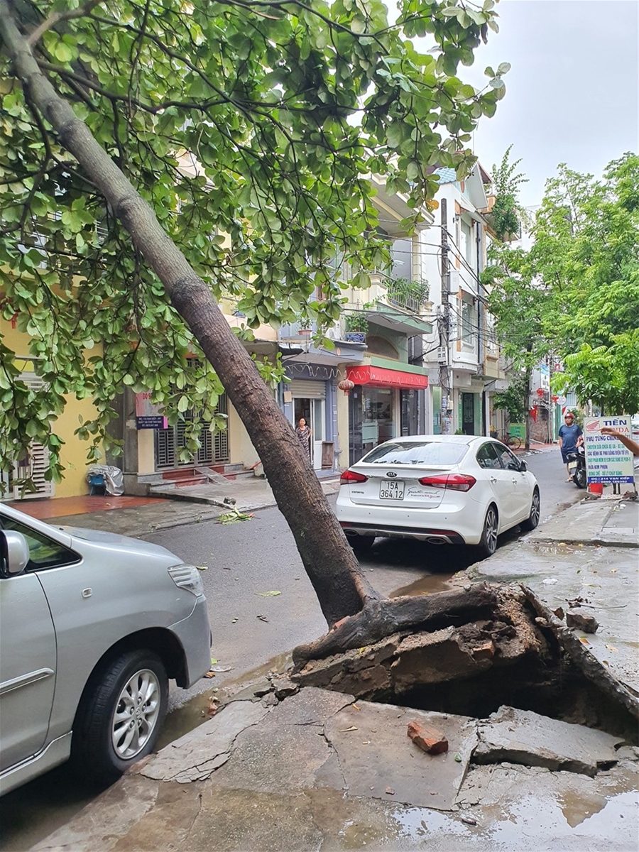 Bão số 1 Chaba làm gãy đổ hàng loạt cây xanh trên các tuyến phố trung tâm Hải Phòng