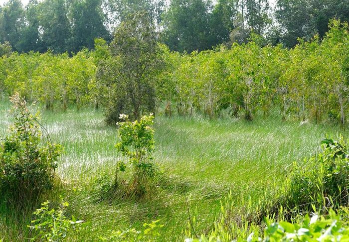 Trồng rừng bảo tồn đa dạng sinh học, giảm tác động của biến đổi khí hậu