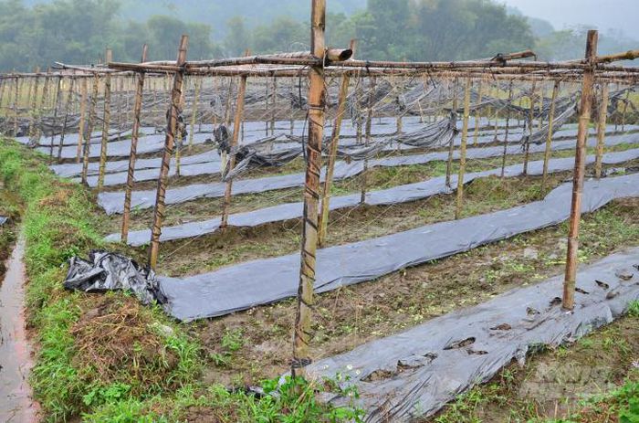 Tỉnh đầu tiên có đề án chống rác thải nhựa trong nông nghiệp