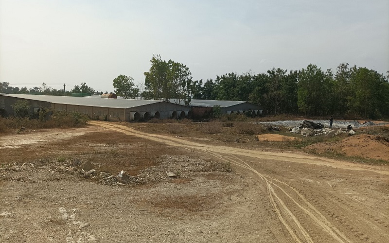 Đắk Lắk: Trang trại chăn nuôi heo ngang nhiên “xả thải”