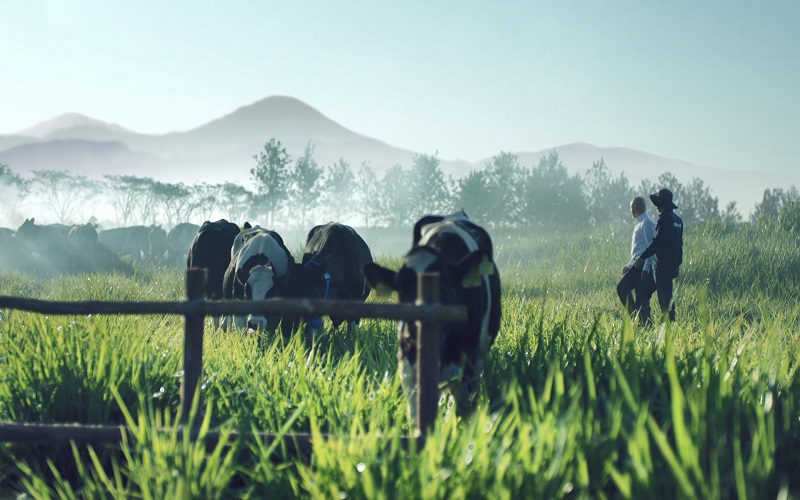 Những cánh đồng sạch không hóa chất gọi đàn chim trở về