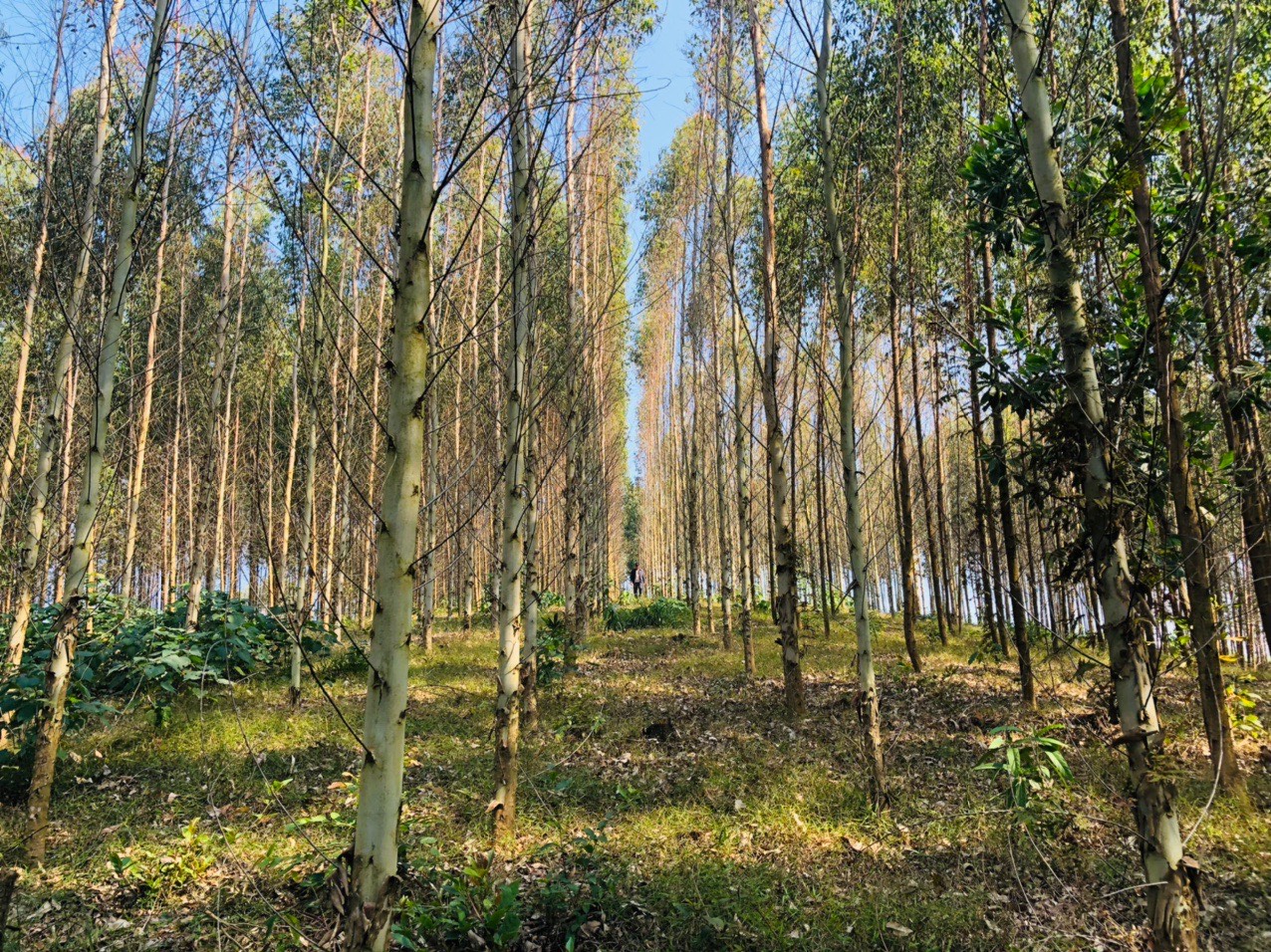 Công ty TNHH Lâm nghiệp Sơn Dương: Thực hiện tốt công tác quản lý đất đai