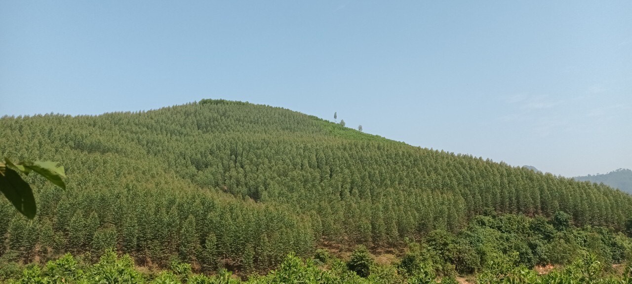 Công ty TNHH Lâm nghiệp Sơn Dương: Thực hiện tốt công tác quản lý đất đai