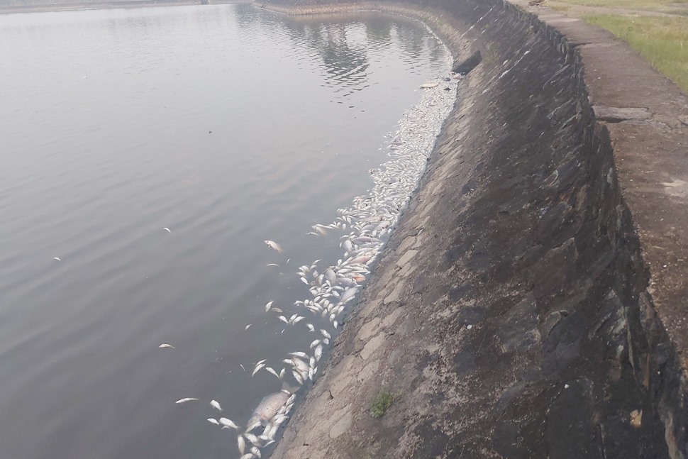 Cá chết trắng hồ công viên ở thành phố Hà Tĩnh