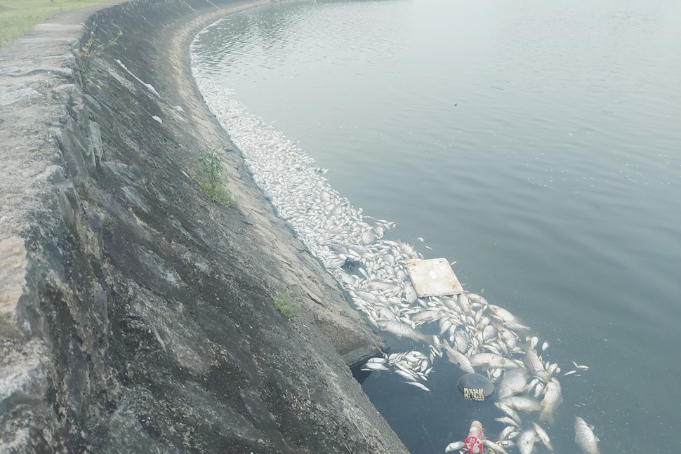 Cá chết trắng hồ công viên ở thành phố Hà Tĩnh
