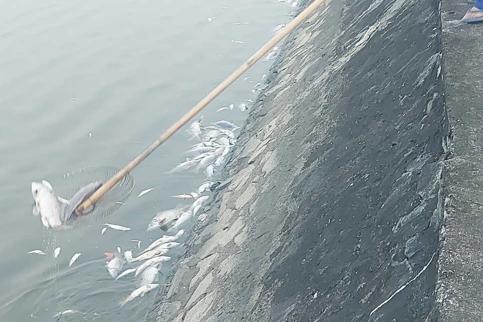 Cá chết trắng hồ công viên ở thành phố Hà Tĩnh