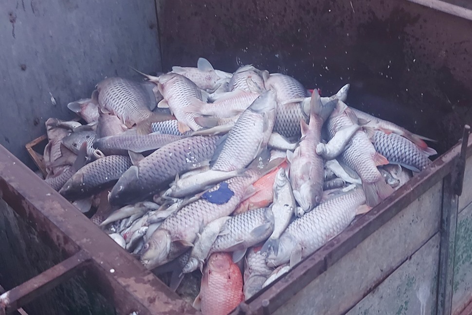 Cá chết trắng hồ công viên ở thành phố Hà Tĩnh