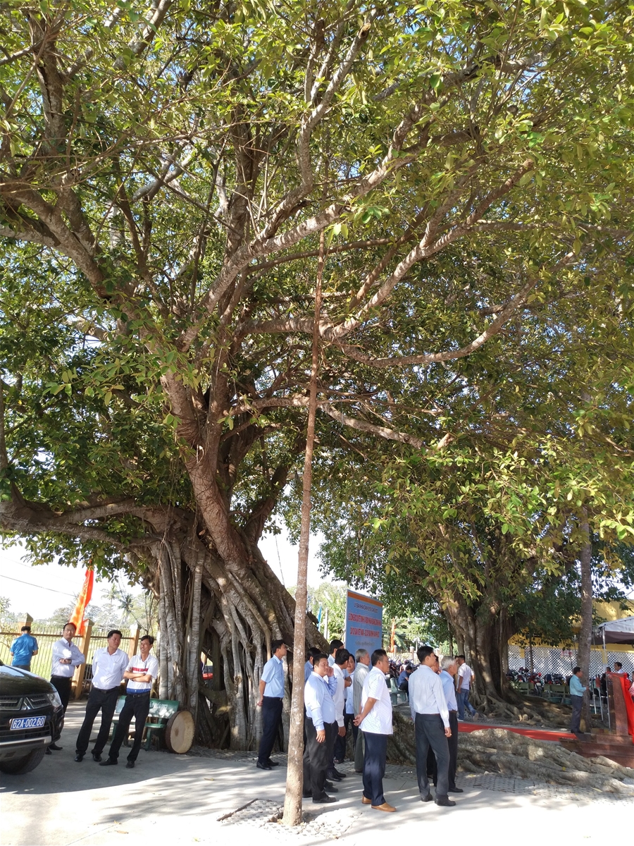 Công nhận 2 cây Di sản Việt Nam ở cái nôi của Đờn ca Tài tử Nam Bộ