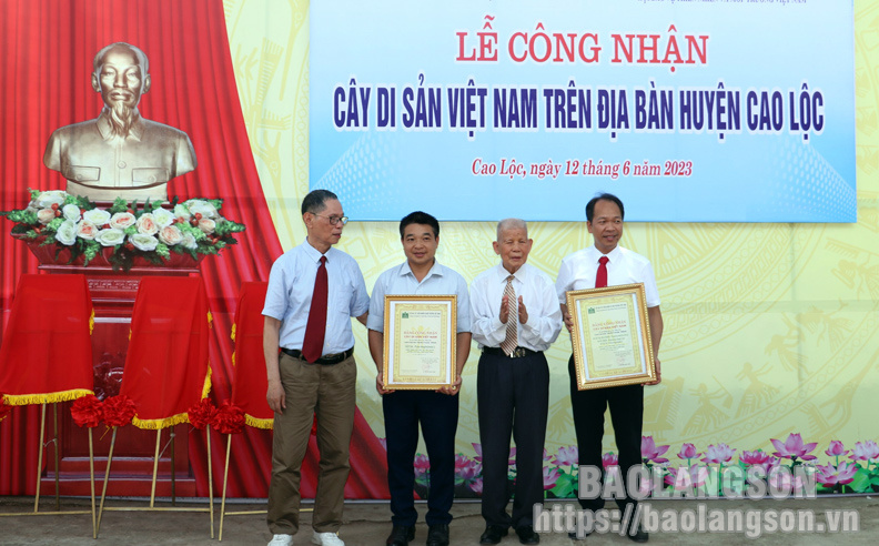 Lạng Sơn công nhận 10 cây di sản trên địa bàn huyện Cao Lộc