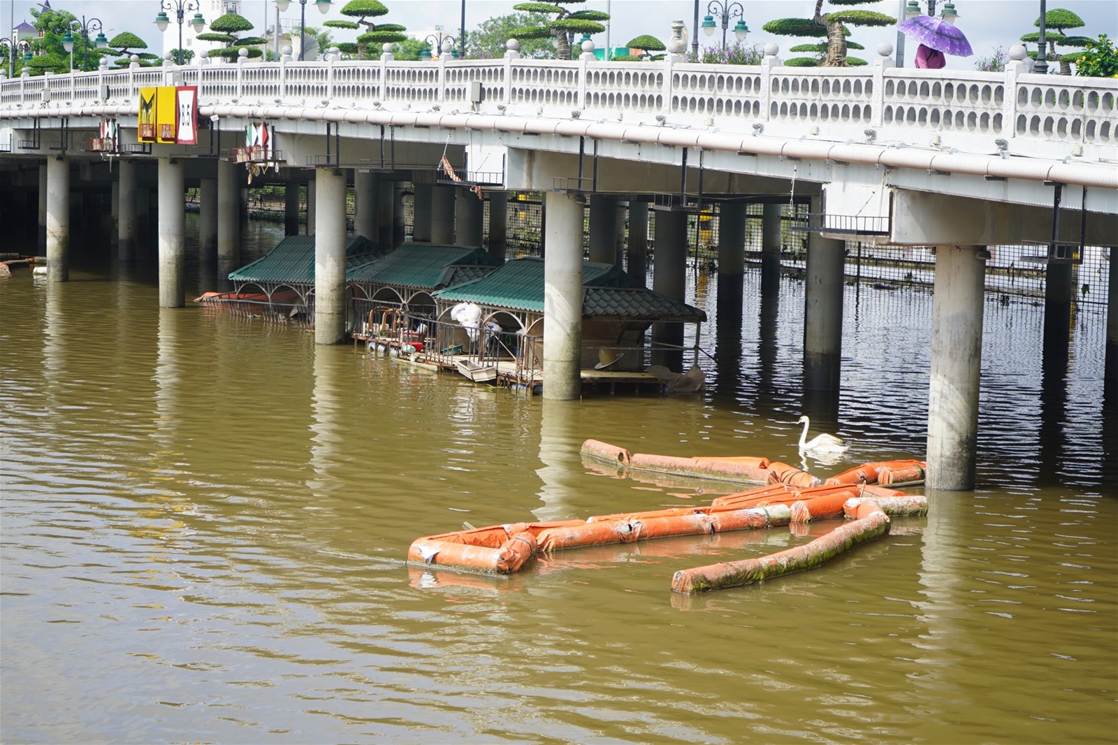 Nước sông ô nhiễm, gần 200 con thiên nga ở sông Tam Bạc chết dần, chết mòn