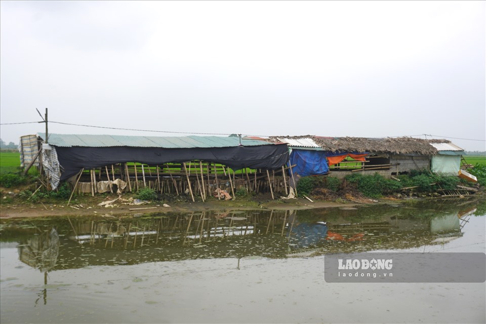 Thanh Hóa: Dự án khu công nghiệp FLC gần 300 ha trở thành bãi chăn trâu