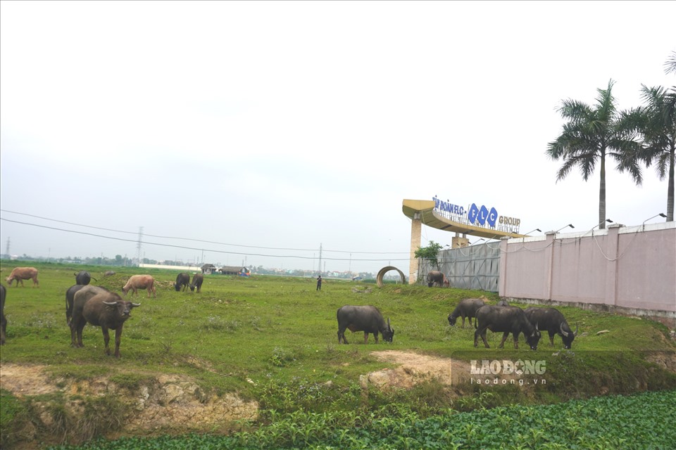 Thanh Hóa: Dự án khu công nghiệp FLC gần 300 ha trở thành bãi chăn trâu