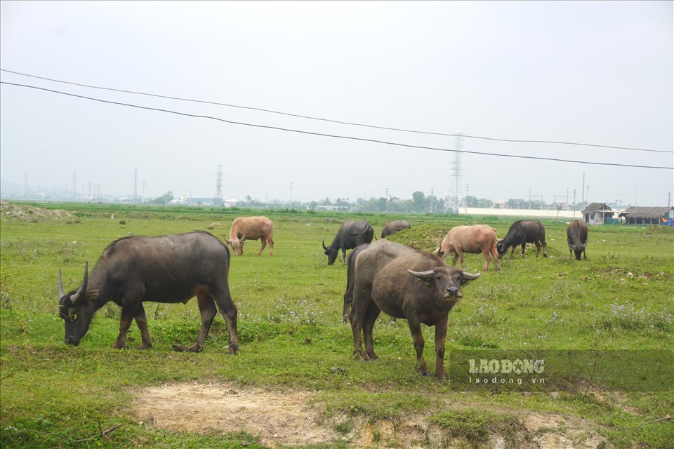 Thanh Hóa: Dự án khu công nghiệp FLC gần 300 ha trở thành bãi chăn trâu