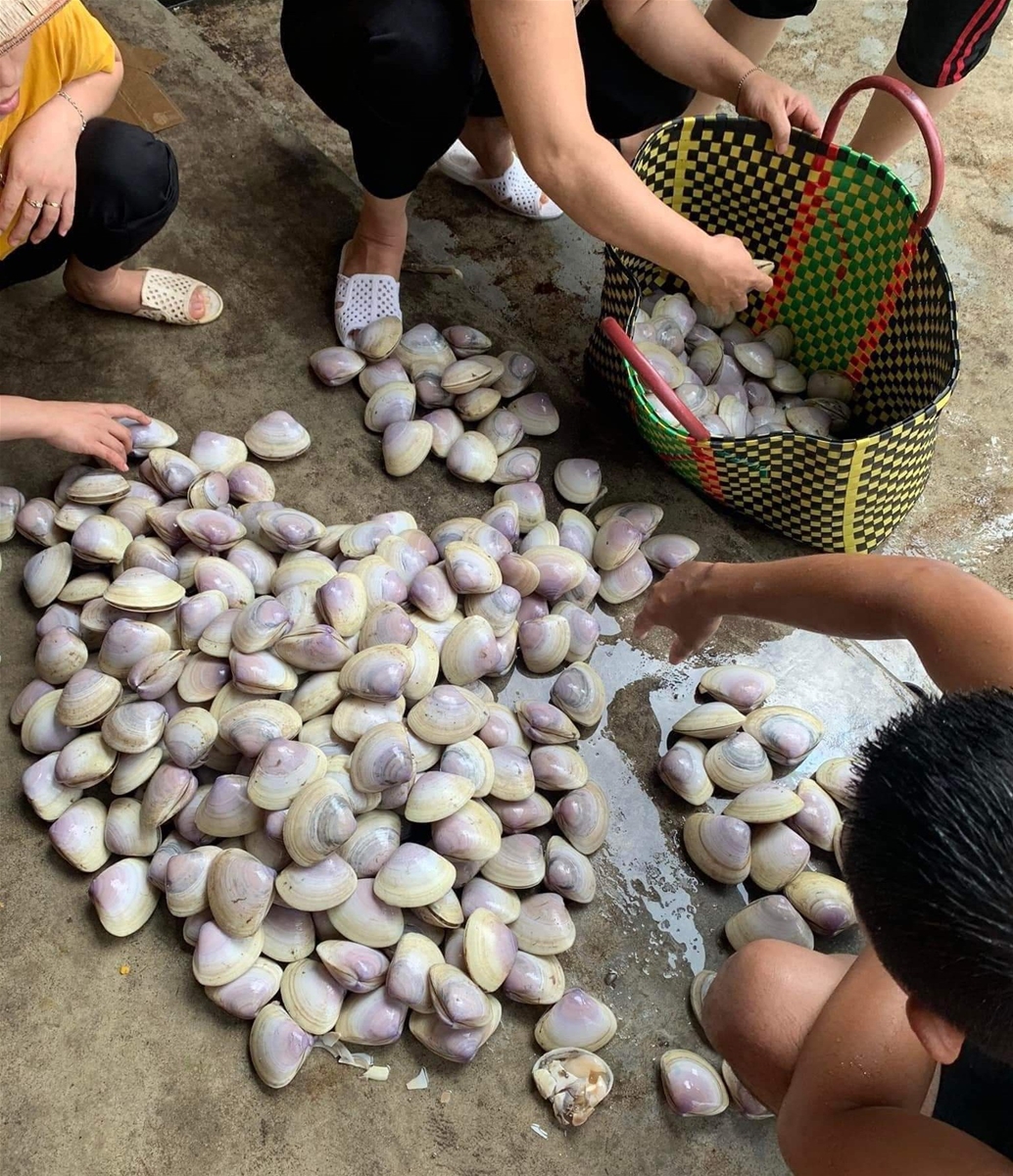 Nam Định: Gần 30 tấn ngao giấy bị sóng đánh dạt vào trắng bờ biển