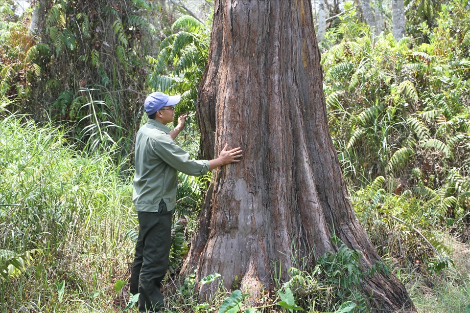 Bảo tồn 