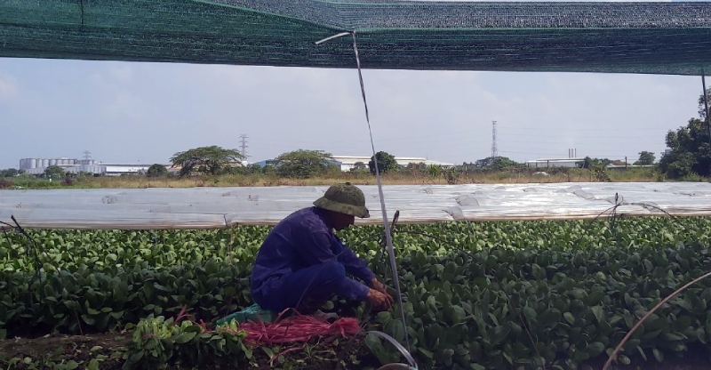 Habeco gây ô nhiễm không khí