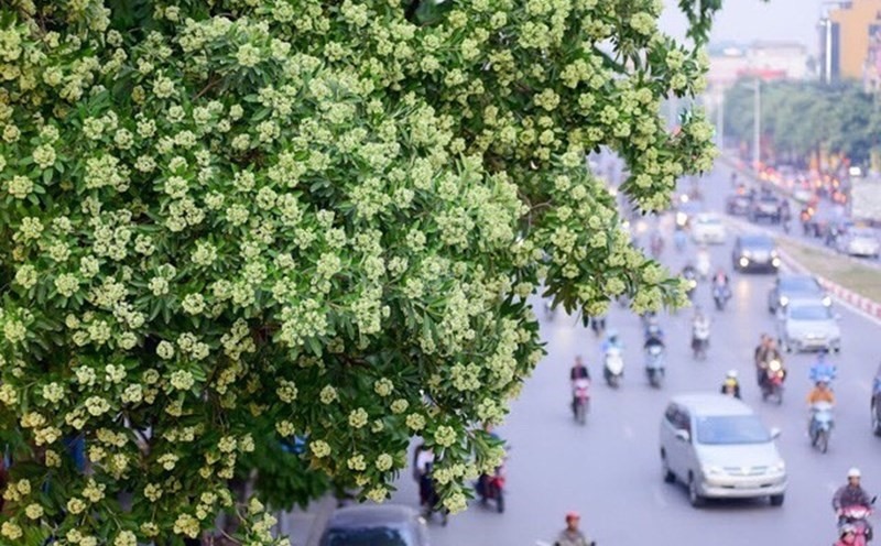 Hà Nội: Kiến nghị di dời 80 cây hoa sữa vì mùi hương quá nồng