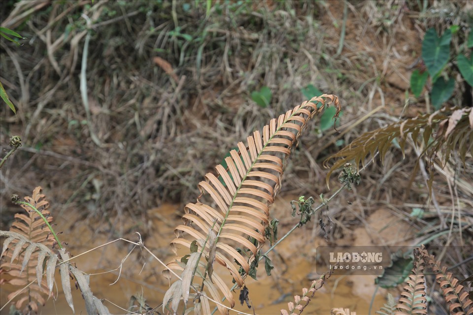 Làm rõ vụ Cty Hoàng Gia Yên Bái để hóa chất đổ ra môi trường