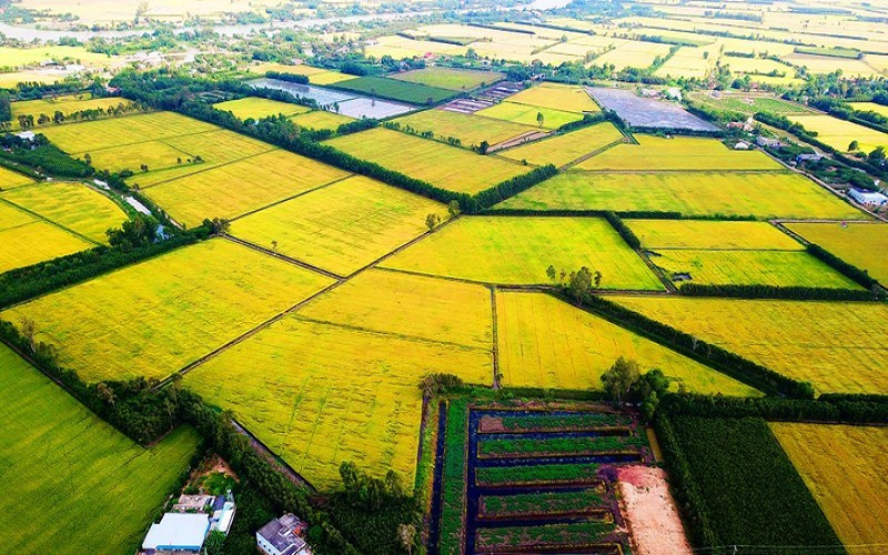 Long An: Làm rõ thẩm quyền chuyển mục đích sử dụng đất trồng lúa để thực hiện dự án