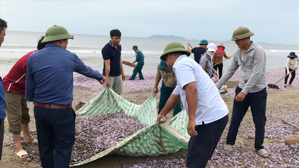 Tiến hành thu dọn hàng triệu vỏ ngao chết trôi vào bờ biển Thanh Hóa
