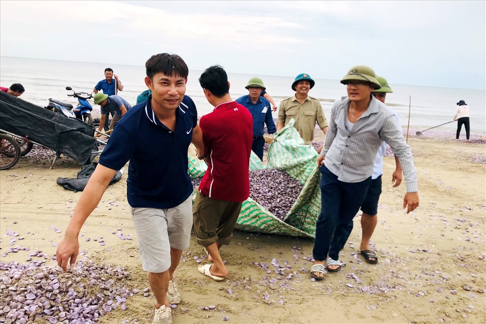 Tiến hành thu dọn hàng triệu vỏ ngao chết trôi vào bờ biển Thanh Hóa