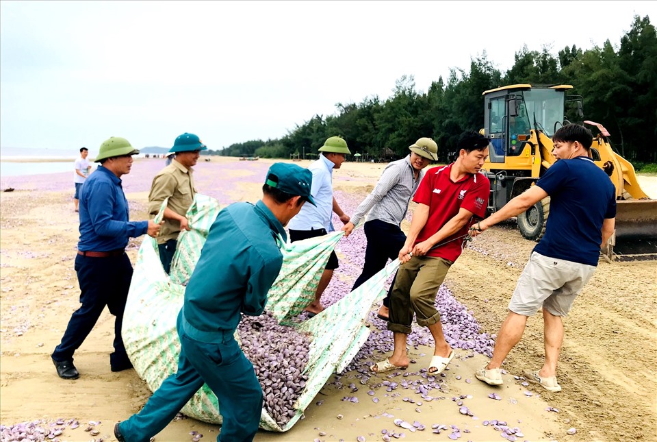 Tiến hành thu dọn hàng triệu vỏ ngao chết trôi vào bờ biển Thanh Hóa