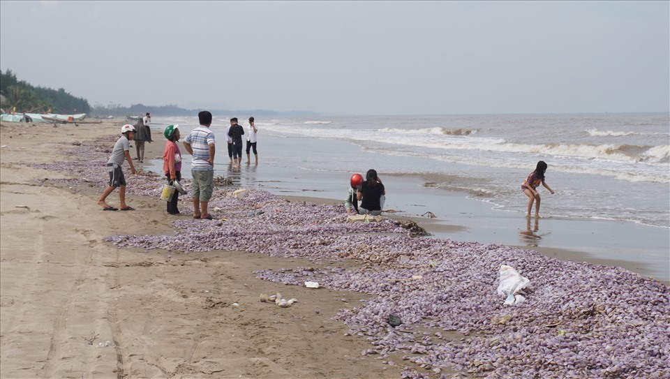 Tiến hành thu dọn hàng triệu vỏ ngao chết trôi vào bờ biển Thanh Hóa