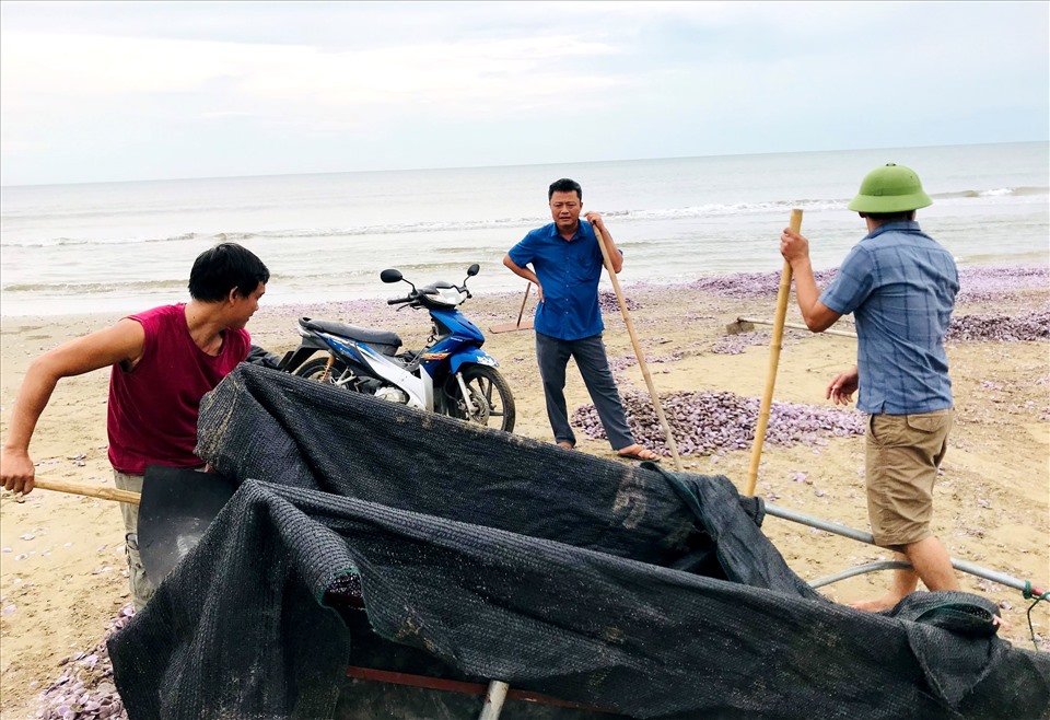 Tiến hành thu dọn hàng triệu vỏ ngao chết trôi vào bờ biển Thanh Hóa