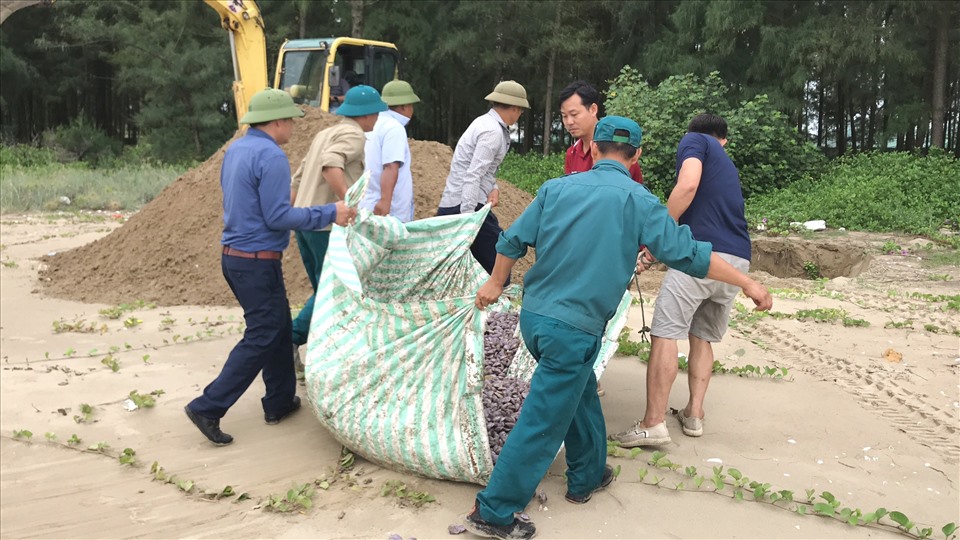 Tiến hành thu dọn hàng triệu vỏ ngao chết trôi vào bờ biển Thanh Hóa