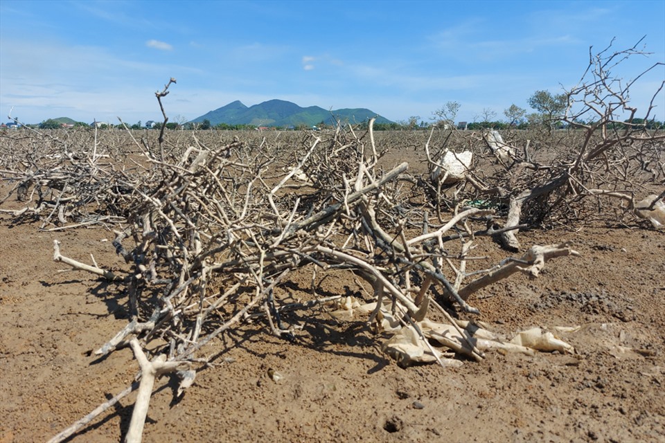 Hà Tĩnh: Rừng ngập mặn ở xã Kỳ Hà chết hàng loạt chưa rõ nguyên nhân