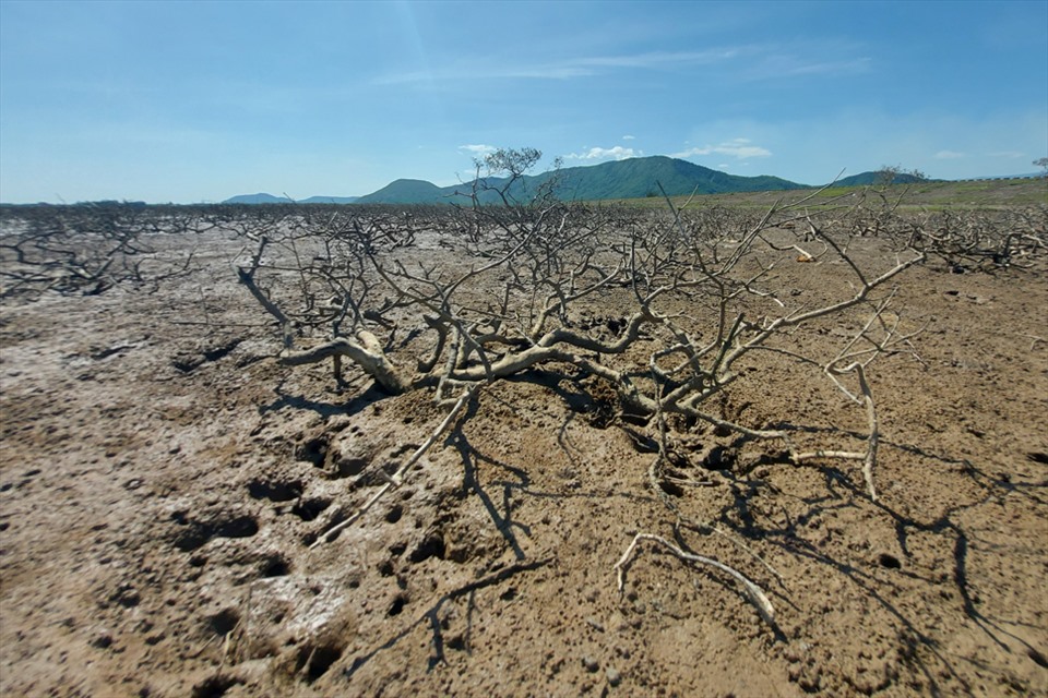 Hà Tĩnh: Rừng ngập mặn ở xã Kỳ Hà chết hàng loạt chưa rõ nguyên nhân