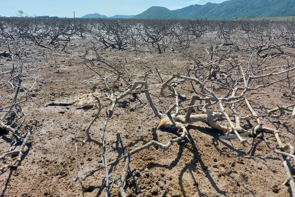 Hà Tĩnh: Rừng ngập mặn ở xã Kỳ Hà chết hàng loạt chưa rõ nguyên nhân