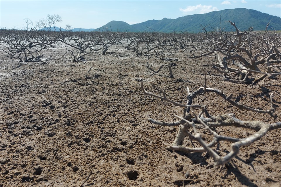 Hà Tĩnh: Rừng ngập mặn ở xã Kỳ Hà chết hàng loạt chưa rõ nguyên nhân