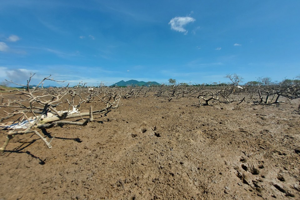 Hà Tĩnh: Rừng ngập mặn ở xã Kỳ Hà chết hàng loạt chưa rõ nguyên nhân