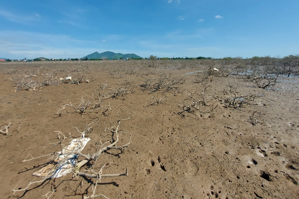 Hà Tĩnh: Rừng ngập mặn ở xã Kỳ Hà chết hàng loạt chưa rõ nguyên nhân