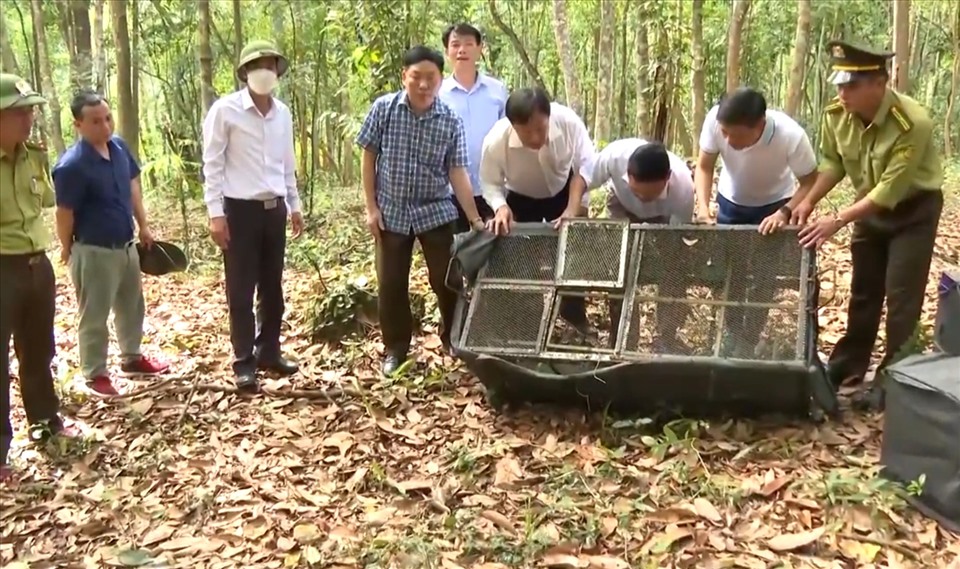 Thả 135 cá thể động vật hoang dã về môi trường tự nhiên