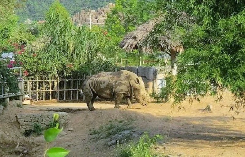 Nghệ An: 6 tê giác trong khu sinh thái Mường Thanh chết bất thường