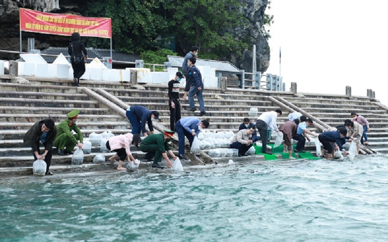 Thả giống ra biển, tái tạo nguồn lợi dưới đáy đại dương